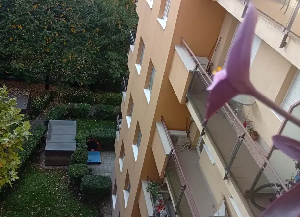 Virágzó bíbor pletykák virágládával