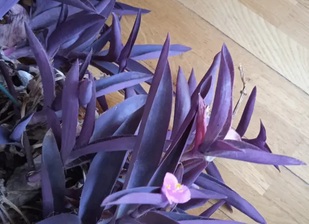 Virágzó bíbor pletykák virágládával