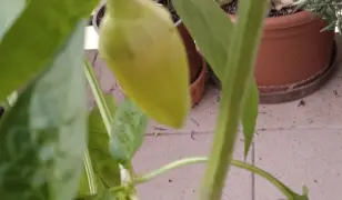 Bio paprika növény nagy cserépben