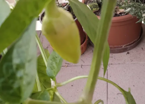 Bio paprika növény nagy cserépben