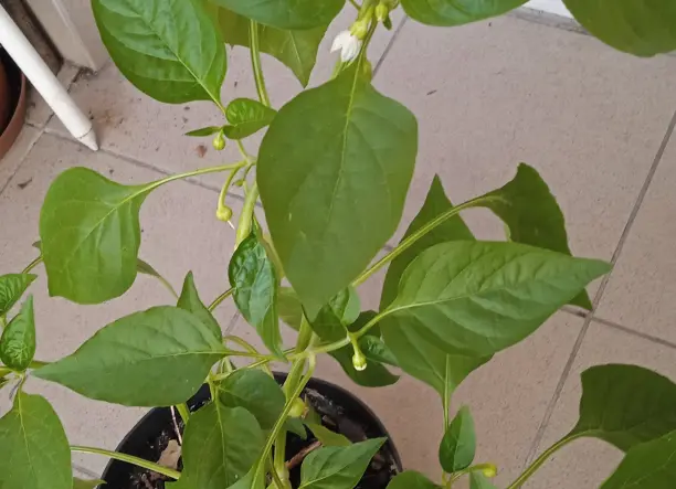 Bio paprika növény nagy cserépben