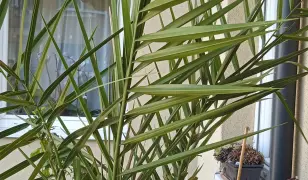 Datolya pálma csemete