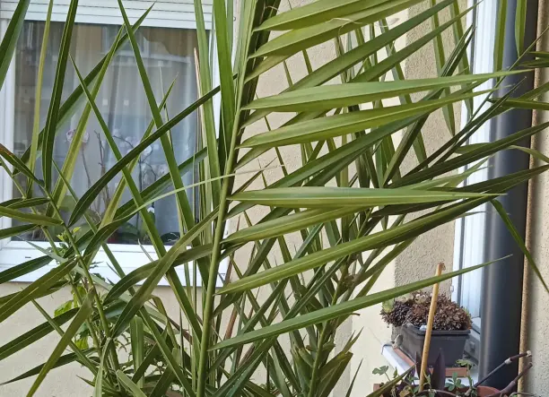 Datolya pálma csemete