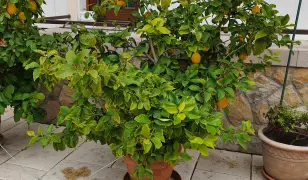 Citromfa eladó 35 éves.