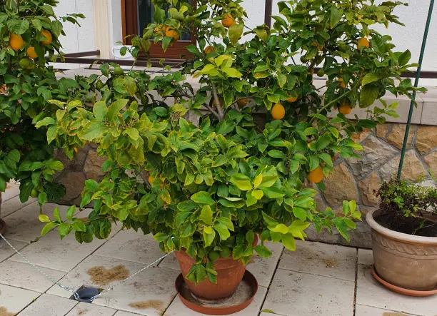 Citromfa eladó 35 éves.