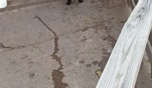 Kölyök kutyák, németh-juhász