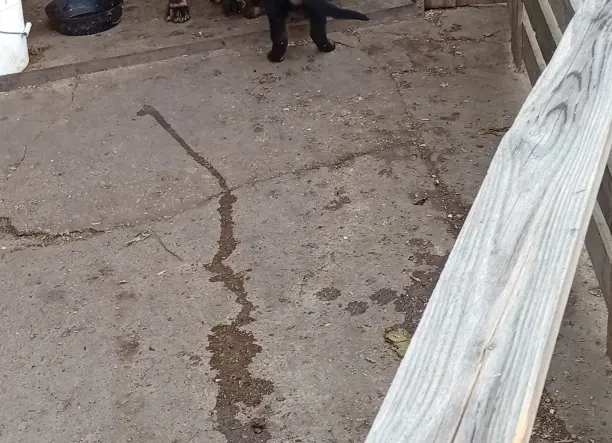 Kölyök kutyák, németh-juhász