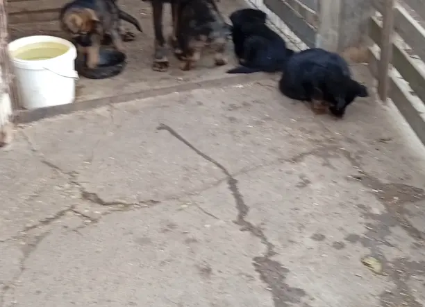 Kölyök kutyák, németh-juhász