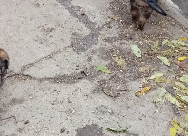 Kölyök kutyák, németh-juhász