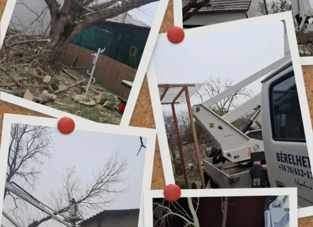 Veszélyes rossz helyen lévő fák kivágása