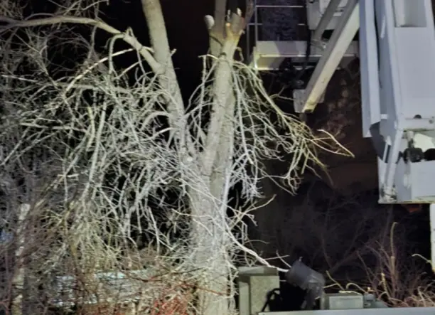 Veszélyes rossz helyen lévő fák kivágása