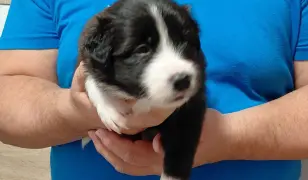 Border Collie kan kiskutyák