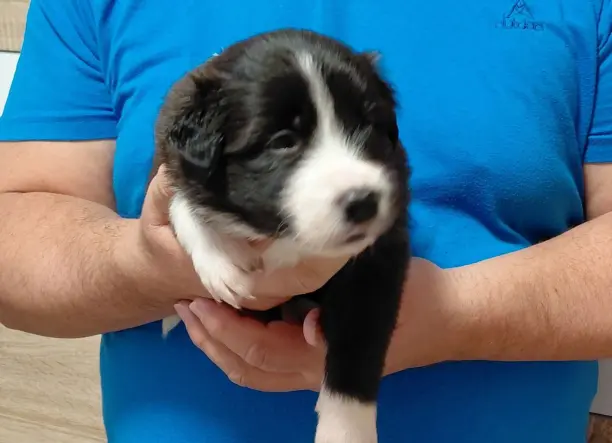 Border Collie kan kiskutyák