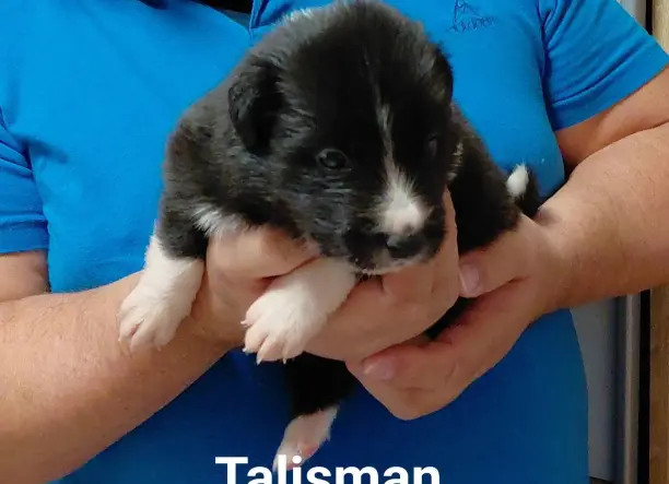 Border Collie kan kiskutyák