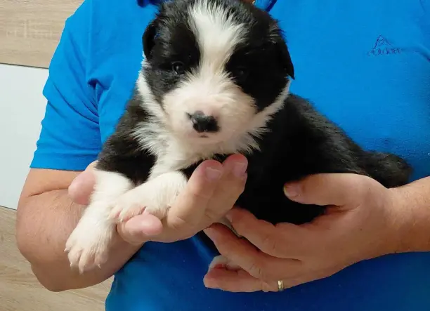 Border Collie kan kiskutyák