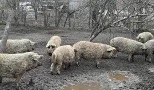 Mangalica süldők, hízók eladók