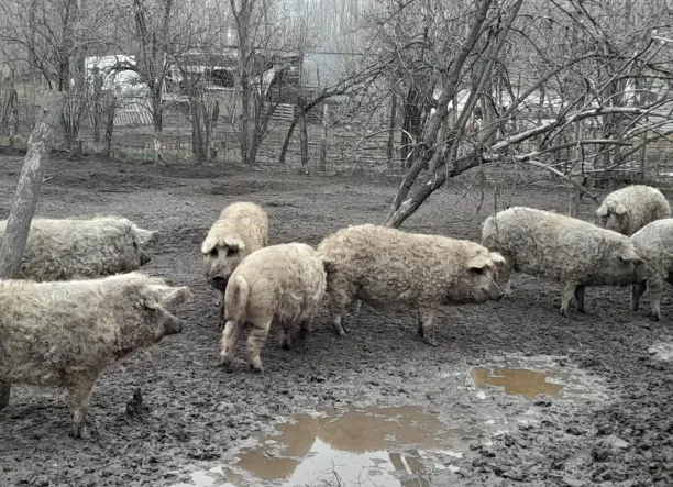 Mangalica süldők, hízók eladók