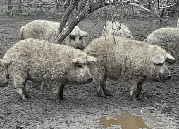 Mangalica süldők, hízók eladók