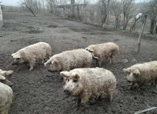 Mangalica süldők, hízók eladók