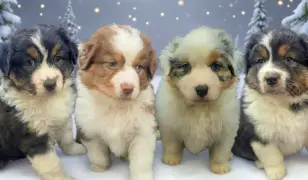 Ausztral juhászkutya kölykök eladók