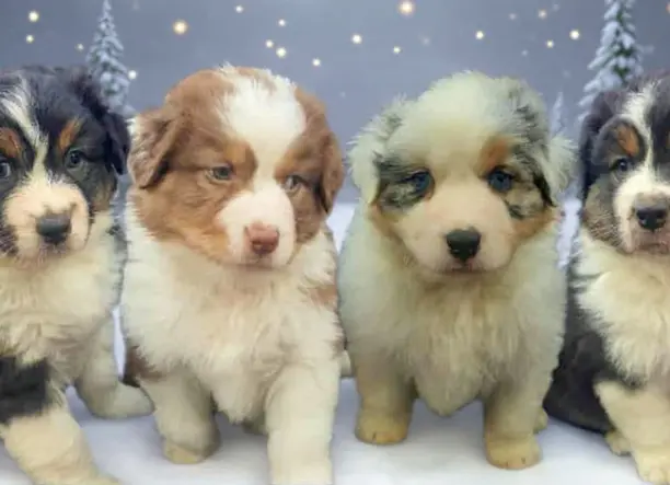 Ausztral juhászkutya kölykök eladók