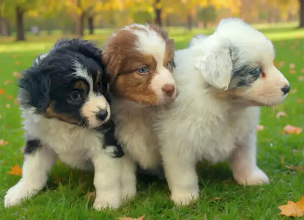 Ausztral juhászkutya kölykök eladók