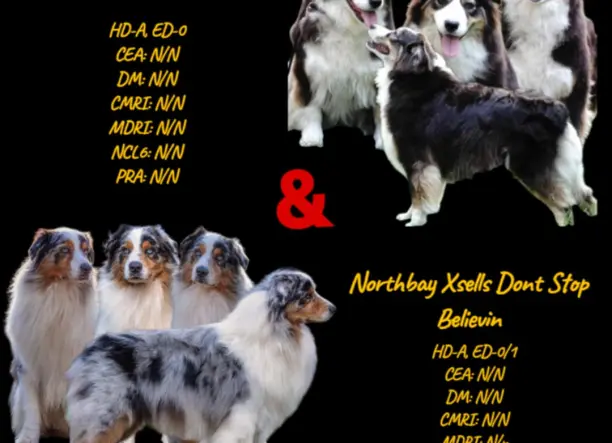 Ausztral juhászkutya kölykök eladók