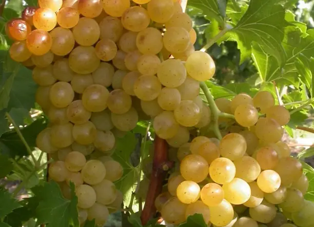 Termelői fehér bor eladó