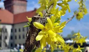 4 napos kirándulás Krakkóba és Zakopanéba buszos utazással, 3*-os szállással, reggelivel, idegenvezetéssel, fakultatív programokkal – Auschwitz, Wieli