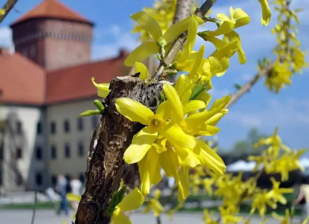4 napos kirándulás Krakkóba és Zakopanéba buszos utazással, 3*-os szállással, reggelivel, idegenvezetéssel, fakultatív programokkal – Auschwitz, Wieli
