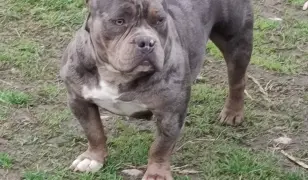American bully
