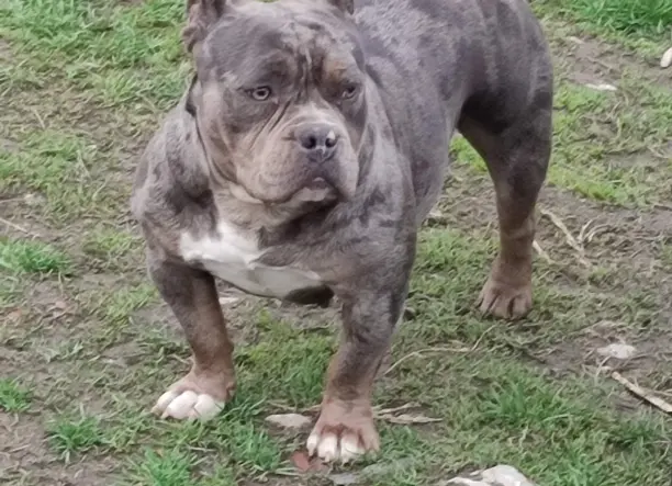 American bully