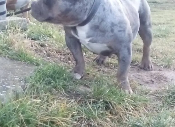 American bully
