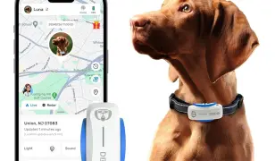 Nyomkövető Nyakörv