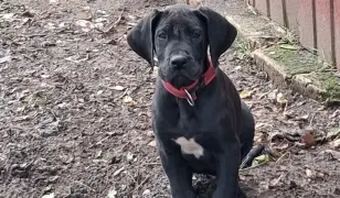 Nemet Dog szuka baba eladó