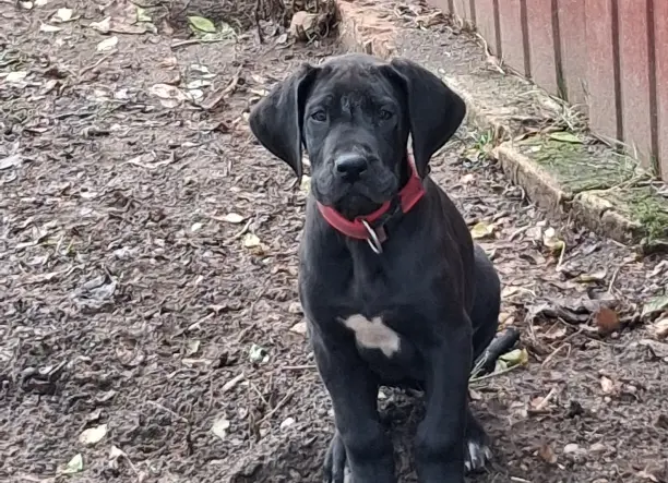 Nemet Dog szuka baba eladó