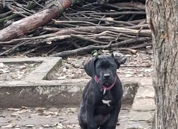 Nemet Dog szuka baba eladó