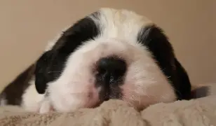 Bernáthegyi kiskutyák Családbarát- Tenyészetből