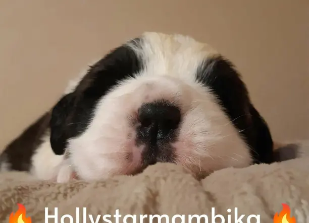 Bernáthegyi kiskutyák Családbarát- Tenyészetből