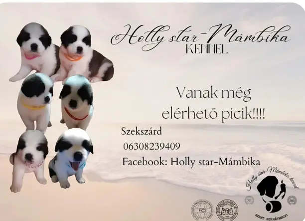 Bernáthegyi kiskutyák Családbarát- Tenyészetből