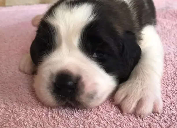 Bernáthegyi kiskutyák Családbarát- Tenyészetből