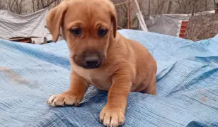 Kiskutya AJÁNDÉKBA