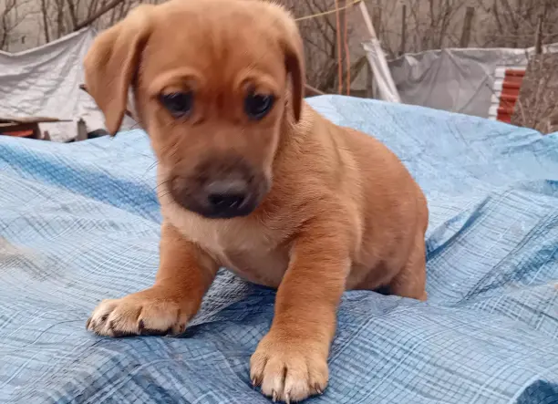 Kiskutya AJÁNDÉKBA