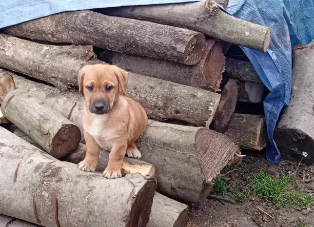 Kiskutya AJÁNDÉKBA