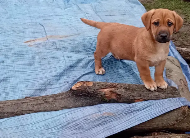 Kiskutya AJÁNDÉKBA