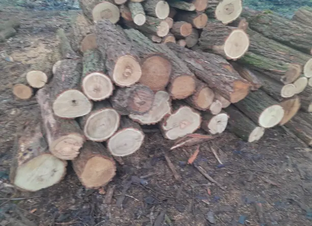 Akác tűzifa eladó kis és nagy tételben