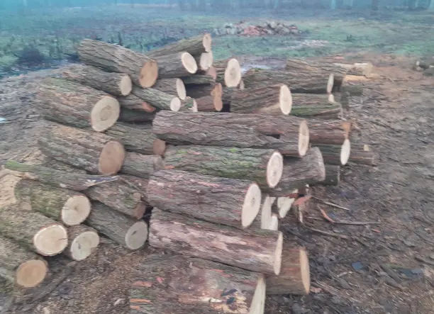 Akác tűzifa eladó kis és nagy tételben