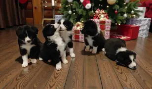 Border Collie kan kiskutyák