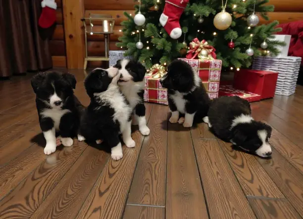 Border Collie kan kiskutyák