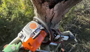 Fakivágás, zöldhulladék elszállítás akció